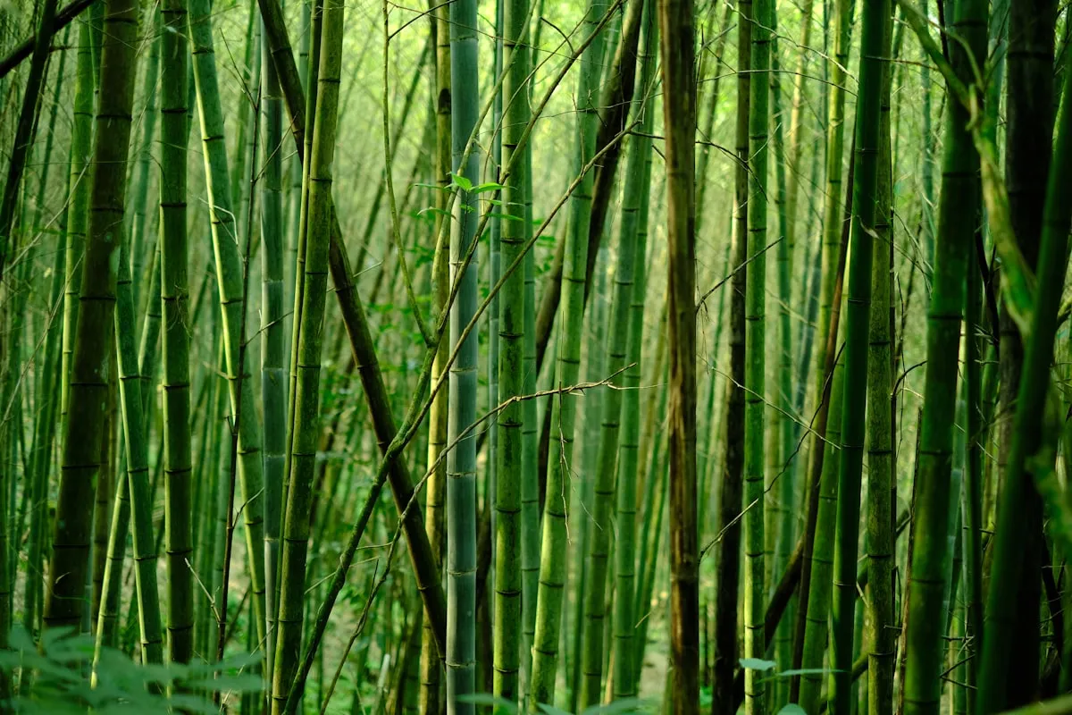 Bamboo forest scene recalling Crouching Tiger Hidden Dragon