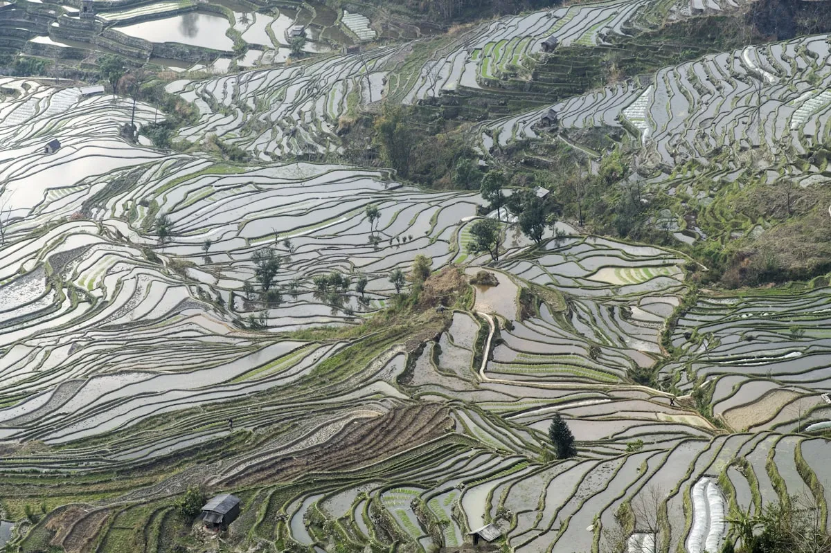 梯田——展示農曆傳統